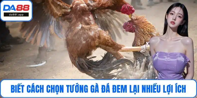 Biết cách chọn tướng gà đá đem lại nhiều lợi ích