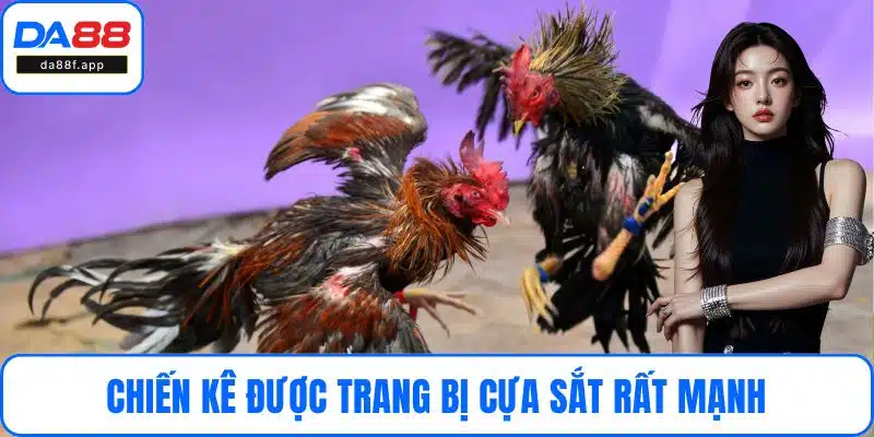 Chiến kê được trang bị cựa sắt rất mạnh